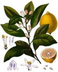 LIMÓN Y LIMONAR, lemon, key lime - Citrus limonum, C. aurantifolia